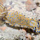 Illustration for article titled Striking Photographs Of Sea Slugs Expose The Alien World Under the Sea